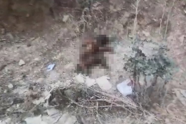 Bursa'da ayaklarını kestikleri yavru k&ouml;peği yakıp, yol kenarına attılar!