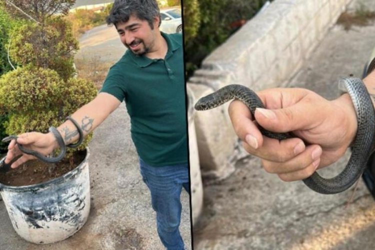 Hatay'da 'Yılancı Kemal' yılanı elleriyle yakalayarak doğaya saldı