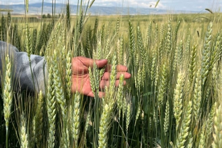 &Ccedil;ift&ccedil;ilerin yağış sonrası korkusu; 'Pas hastalığı'