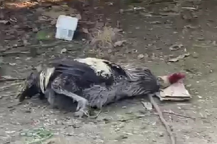 Karab&uuml;k'te nefesi t&uuml;kenen horoz baygınlık ge&ccedil;irdi