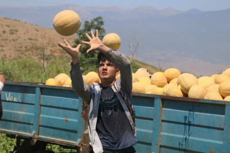 Hatay'da kavun hasadı başladı! Kilogram fiyatı 11 TL