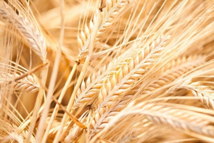 Arpa rekolte beklentisi: 9 milyon ton