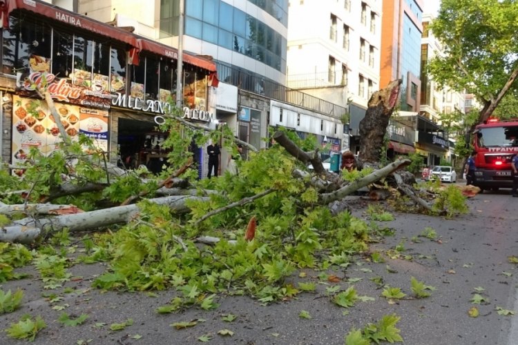 Bursa'da asırlık &ccedil;ınar ağacı devrildi