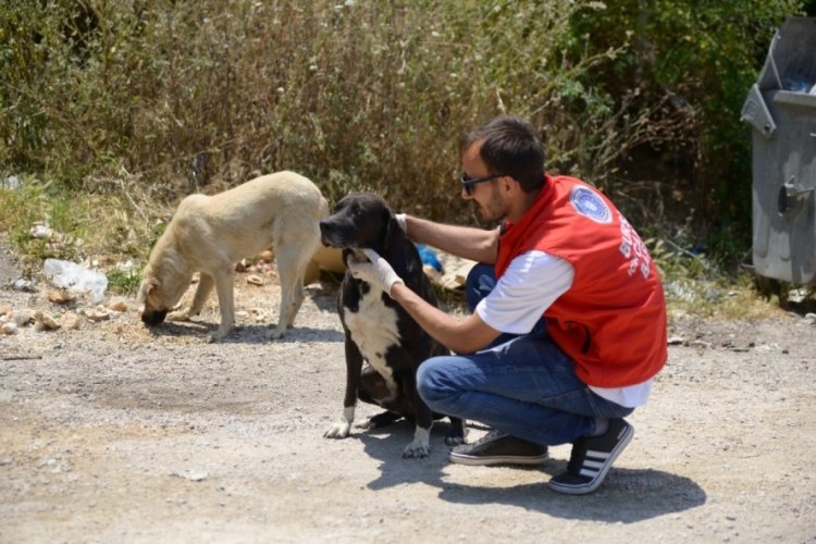 Haybulans, Bursa'da 4 ayda 900 sokak hayvanına m&uuml;dahale etti