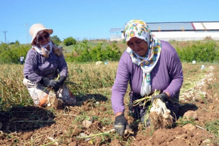 Hasat başladı: Taşk&ouml;pr&uuml; sarımsağında 25 bin tonluk rekolte bekleniyor