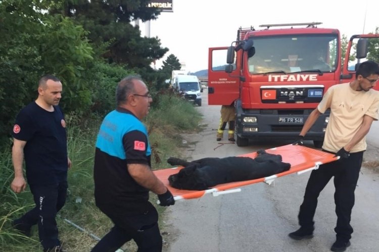 Bursa'da kuyuda mahsur kalan k&ouml;pek 1 saatlik &ccedil;alışma sonucu kurtarıldı