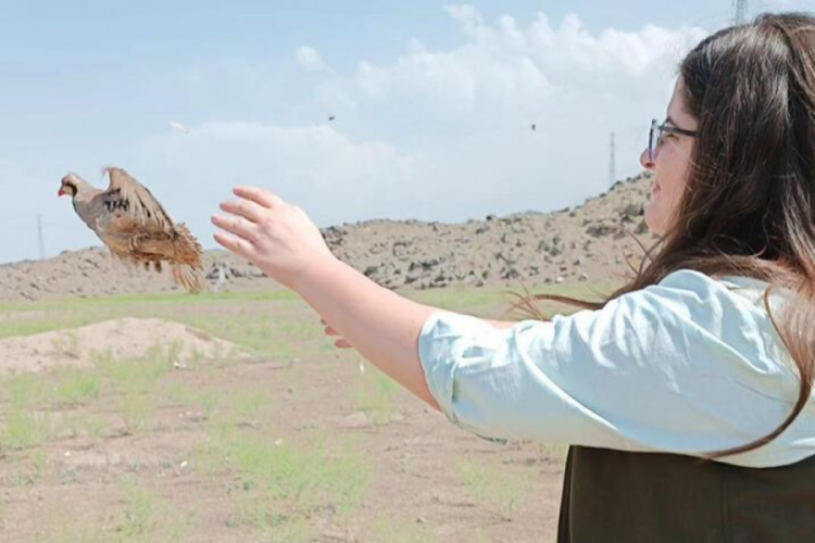 Jandarmanın kurtardığı kınalı keklikler &ouml;zg&uuml;r