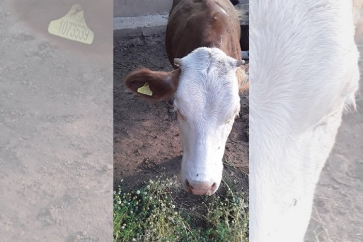 Elazığ'da 7 g&uuml;nd&uuml;r kayıp olan ineği jandarma buldu