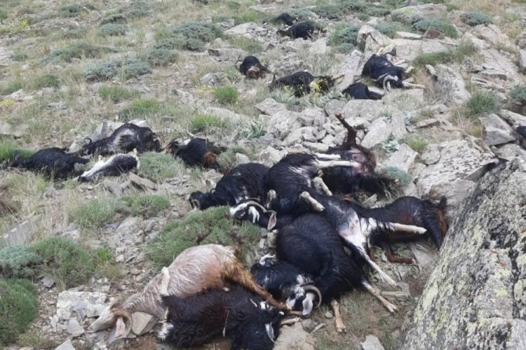 Bing&ouml;l'de acı olay! Ke&ccedil;i s&uuml;r&uuml;s&uuml;ne yıldırım d&uuml;şt&uuml;, 51 ke&ccedil;i telef oldu