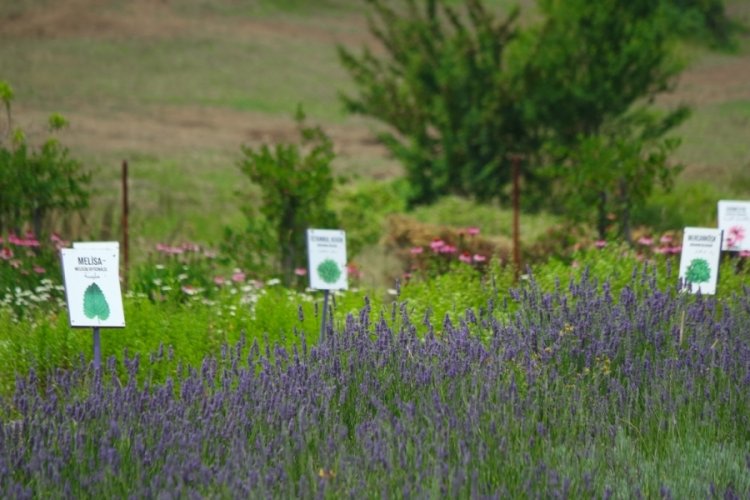 Bursalı doktorun tıbbi aromatik bah&ccedil;esi doğaseverleri ağırlıyor