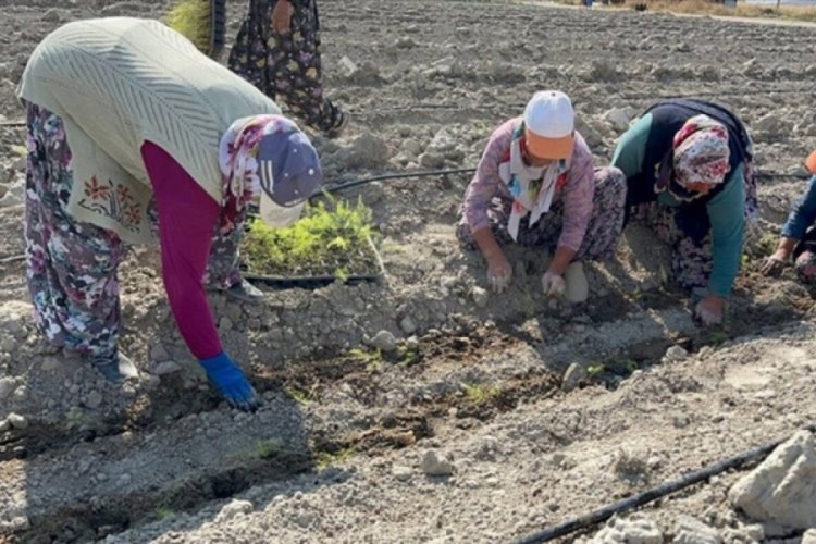 Isparta'da kuşkonmaz &uuml;retimi artıyor