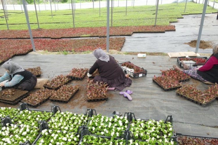 Bursa'da çiftçiler serada ürettikleri süs bitkileriyle bölge ekonomisine değer katıyor