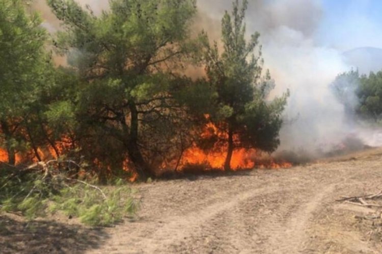 Adana'da orman yangını
