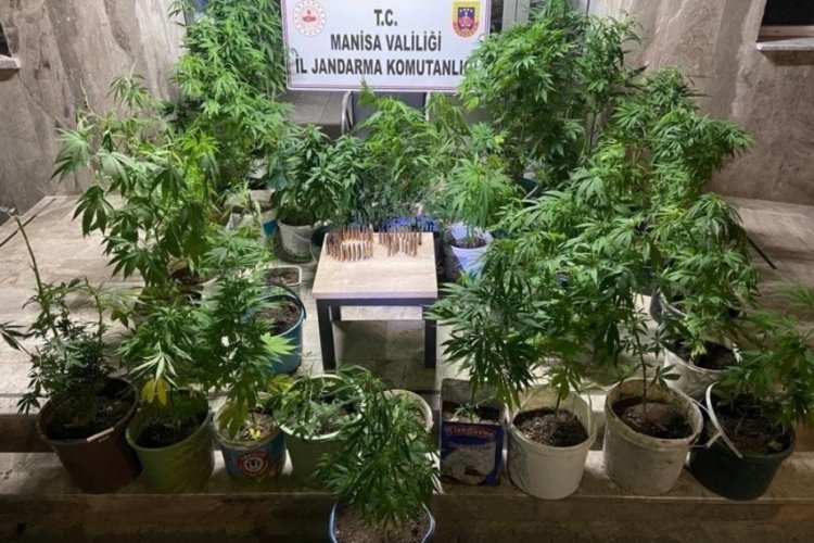 Manisa'da 148 k&ouml;k kenevir ele ge&ccedil;irildi