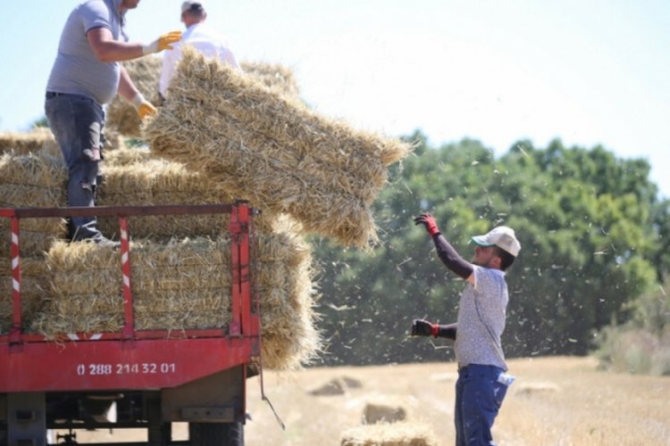 Trakya'da buğday hasadı bitti!