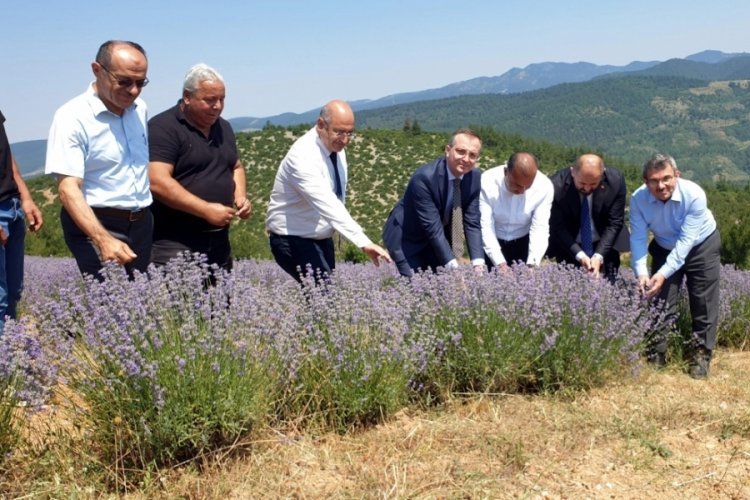 Bursa'da lavanta hasadı başladı