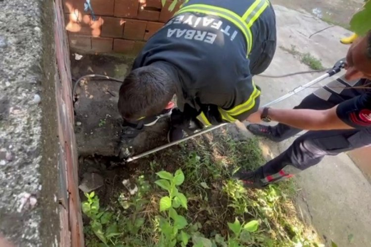 Korkutan yılan yakalanıp doğaya bırakıldı