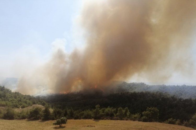 Adana'da orman yangını! Hem karadan hem de havadan ekipler sevk edildi