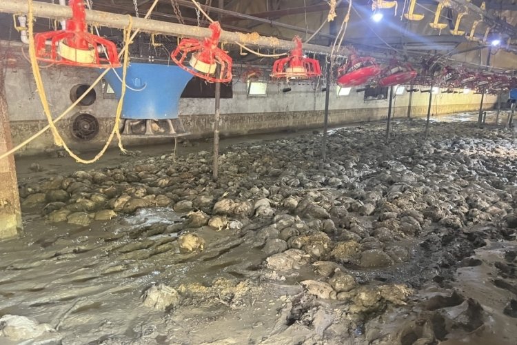 Zonguldak'ta selde 8 bin 400 tavuk telef oldu