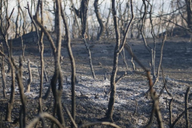 Adana'da orman yangını kontrol altına alındı
