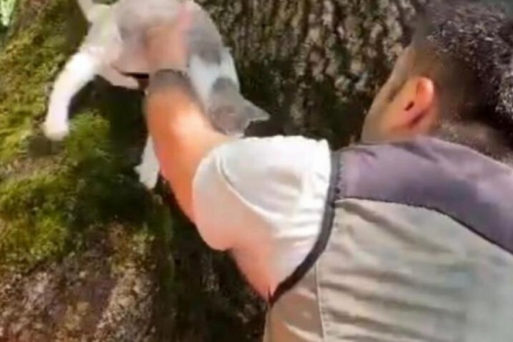 D&uuml;zce'de suların y&uuml;kselmesi sonucu kedi ağa&ccedil;ta mahsur kaldı