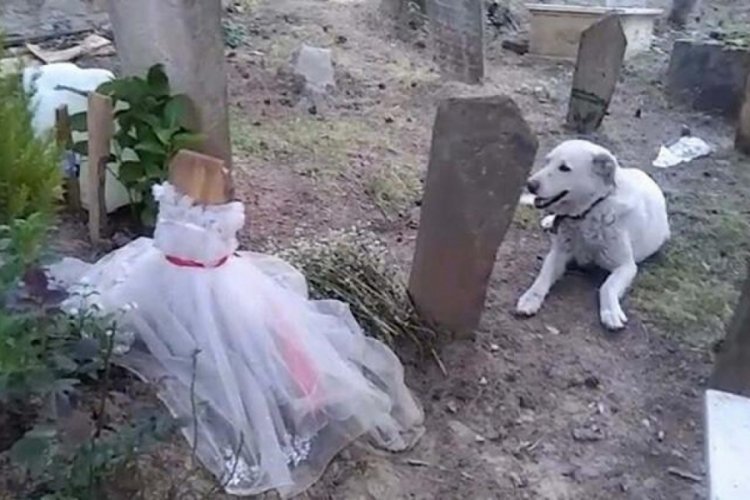 Manisa'da Yeşim'in 'pamuk' adını verdiği k&ouml;peği mezarı başında bekliyor