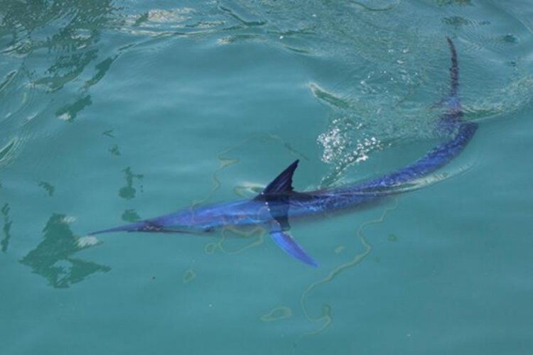 Antalya'da köpek balığı sanılarak taşlanmıştı! Gerçek ortaya çıktı