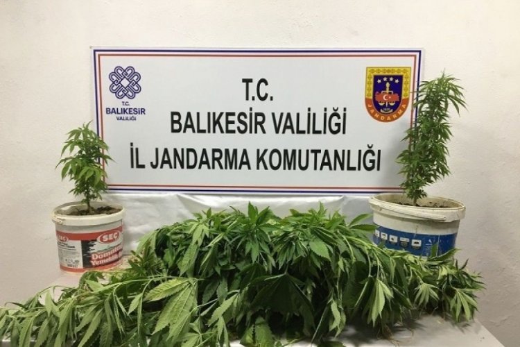 Balıkesir'de kenevir operasyonu: 3 kişi yakalandı