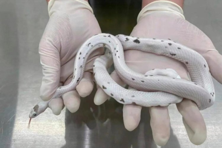 Sutyenine 5 yılan gizleyen kadın, g&uuml;mr&uuml;kte yakayı ele verdi