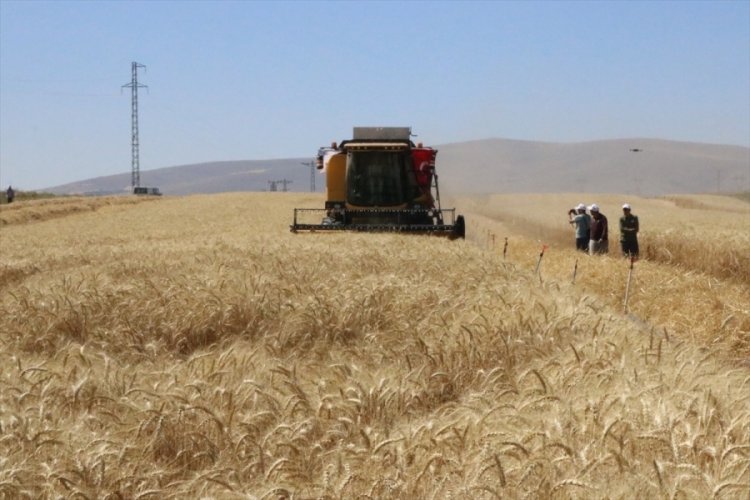 Nevşehir'de buğday hasadı yapıldı