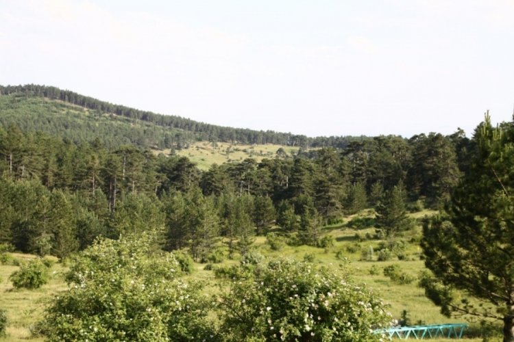 Eskişehir'de ormanlık alanlara giriş 31 Ekim'e kadar yasak