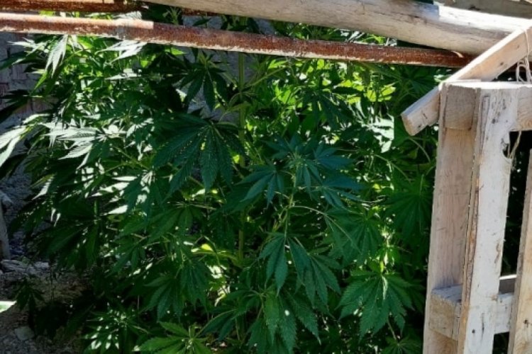 Konya'da jandarma 40 k&ouml;k kenevir ele ge&ccedil;irildi