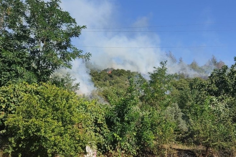 Osmaniye'de anız yangını ormana sı&ccedil;radı