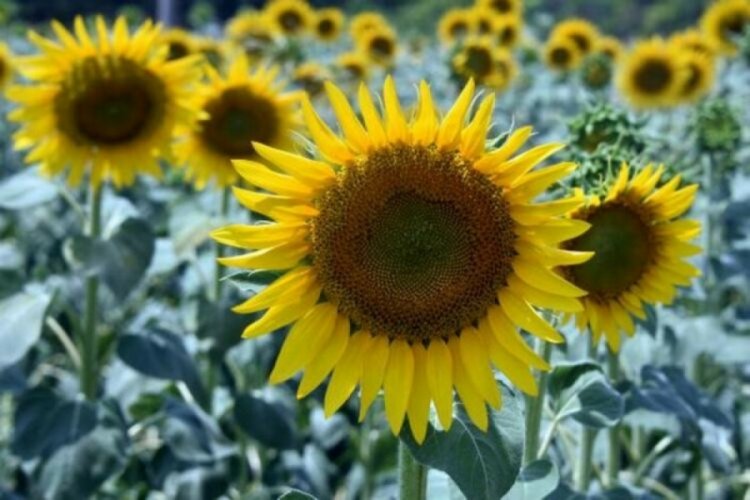 Edirne'de ay&ccedil;i&ccedil;eklerde stres g&ouml;r&uuml;ld&uuml;! Verim d&uuml;şt&uuml;