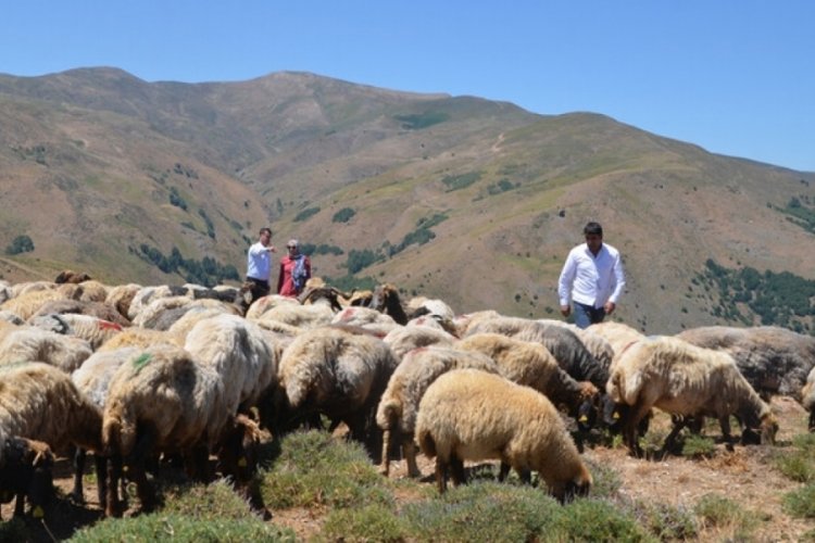 Muş'ta hayvanların s&uuml;t&uuml; de ekonomiye kazandırılıyor