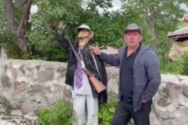 Artvin'de ayılar k&ouml;yl&uuml;leri canından bezdirdi