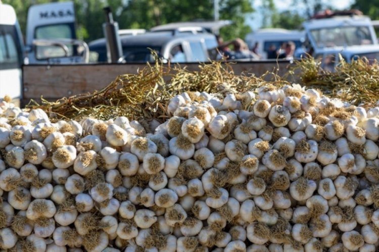 Kastamonu'da Taşk&ouml;pr&uuml; sarımsağı pazara indi
