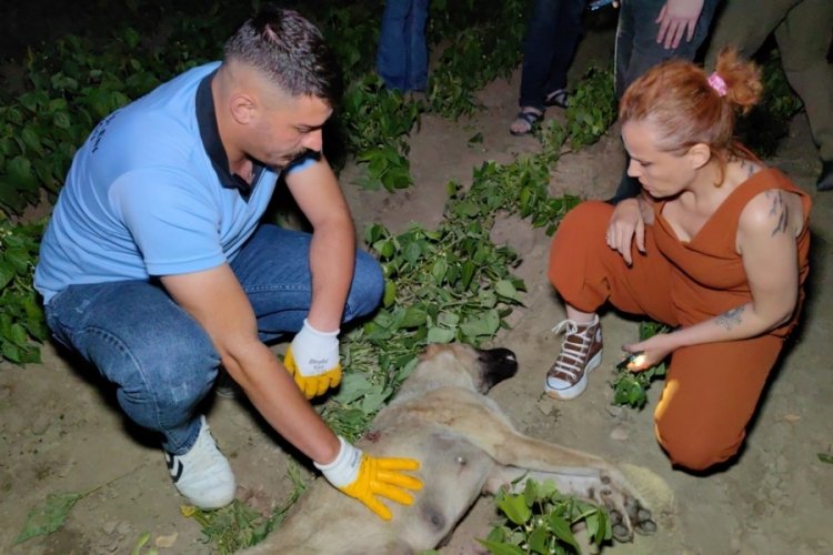 Bursa'da k&ouml;pek av t&uuml;feği ile vurularak &ouml;ld&uuml;r&uuml;ld&uuml;!