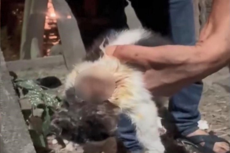 Kedileri asitle yaraladığı iddia edilen kişi yakalandı!
