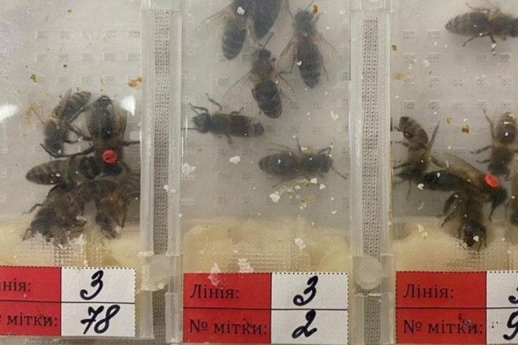 Tam bin 240 canlı arı! Sabiha G&ouml;k&ccedil;en Havalimanı'ında ele ge&ccedil;irildi