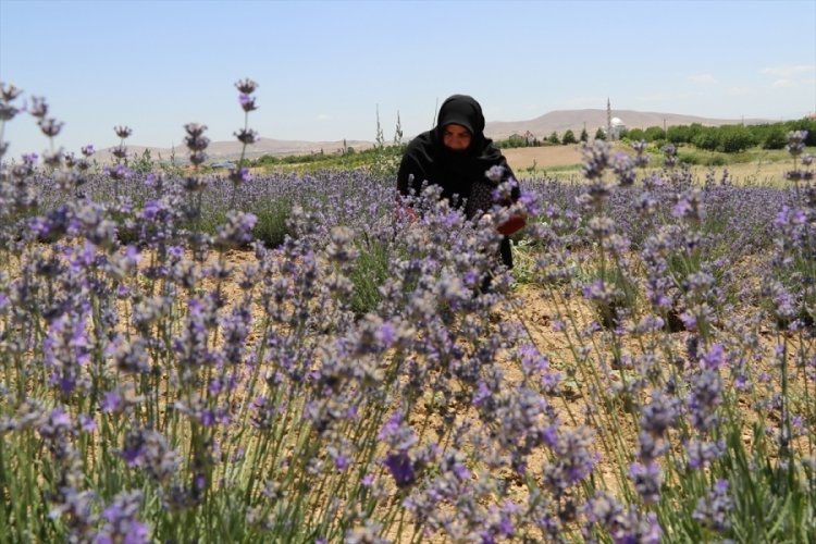 Elazığ'da kadınlar lavanta &uuml;retimine başladı