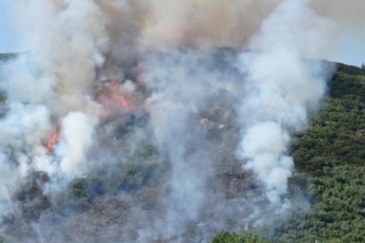 Muğla'da orman yangını!