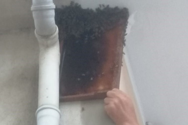 Bursa'da arılar kovandan firar etti! Bal &uuml;reticisi kovana sokmak i&ccedil;in 2 saat uğraştı