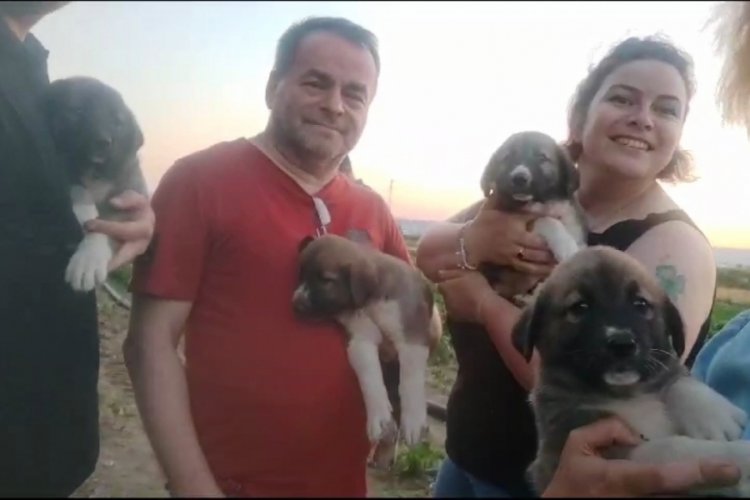 Bursa'da av t&uuml;feğiyle &ouml;ld&uuml;r&uuml;len k&ouml;peğin 4 yavrusu sahiplendirilecek
