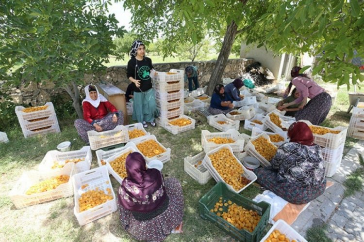 Malatya'da mevsimlik iş&ccedil;ilerin kayısı mesaisi başladı