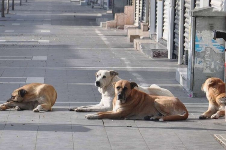 İstanbul Valisi Davut G&uuml;l talimatı verdi: Başıboş sokak k&ouml;pekleri toplanacak