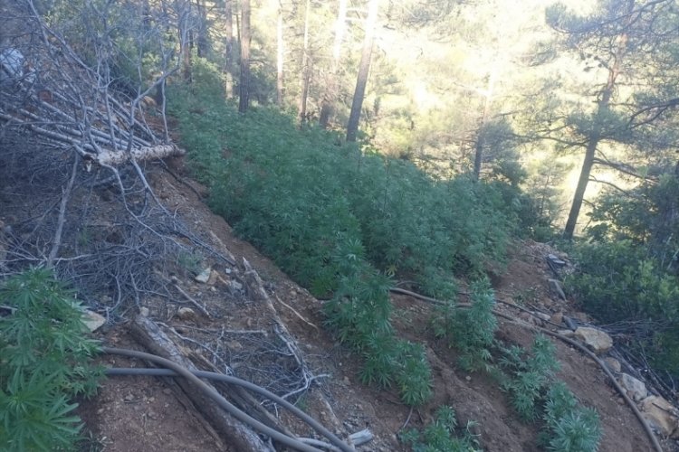 Hatay'da ormanlık alanda kenevir operasyonu