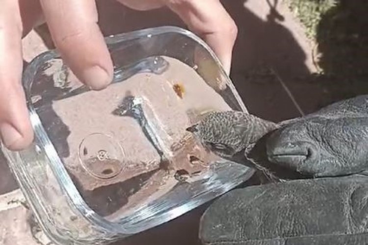 Sivas'ta kırlangı&ccedil; &ccedil;atıda mahsur kaldı! İtfaiye kurtardı