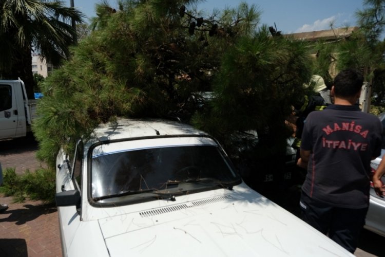 Manisa'da devrilen ağa&ccedil; 2 araca hasar verdi