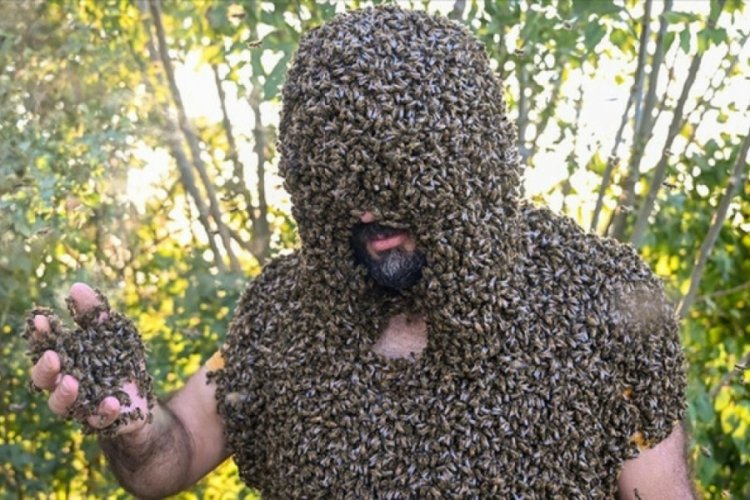 Van'da 'Arı Adam' Guinness Rekorlar Kitabı'na girmek i&ccedil;in &uuml;zerine y&uuml;z binlerce arı topladı